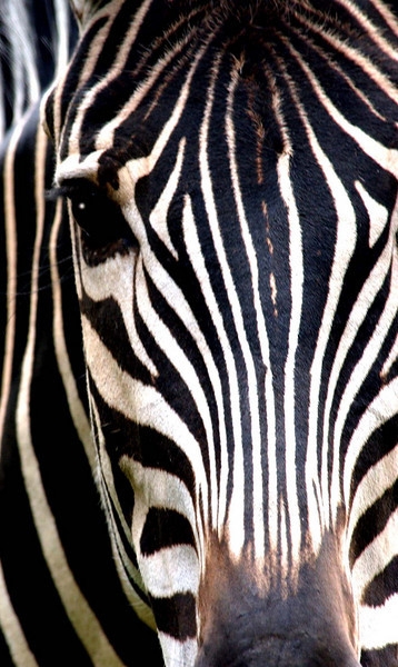 zebra-head.jpg%3Fw%3D500